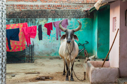 India, North Gujarat, Rann. Kankrej Taluka. Kankrej Cattle.
