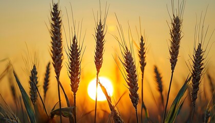 corn and wheat stalks against a sunset