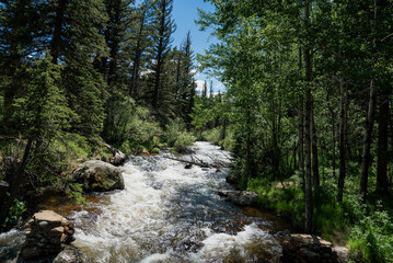 River in a green forest