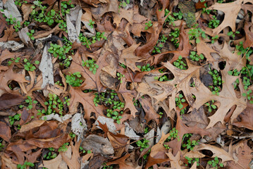 Autumn Fallen Leaves