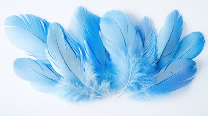 A collection of soft blue feathers arranged artistically.