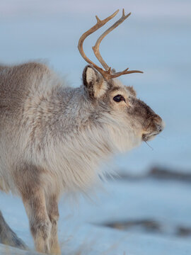 Female Svalbard Reindeer near Pyramiden, an endemic subspecies of reindeer, which lives only in Svalbard and never was domesticated. Polar Regions, Arctic winter.