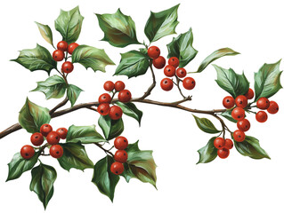 Obraz premium Branch of holly with red berries and green leaves.