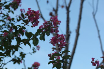 Image of a flowering banyan tree on the Daecheongcheon Stream trail