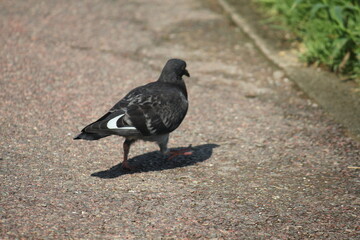 Image of pigeons searching for food on the Daecheongcheon trail