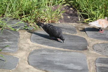 Image of pigeons searching for food on the Daecheongcheon trail