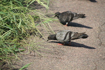 Image of pigeons searching for food on the Daecheongcheon trail