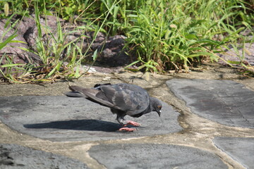 Image of pigeons searching for food on the Daecheongcheon trail