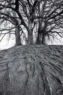 Tree and roots at Avebury, UK. A major Neolithic and medieval site featuring standing stones.