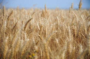 Wheat field in sunlight under clear blue sky, symbolizing abundance and growth