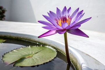 The majestic purple lotus flower stands tall on a smooth white surface showcasing its regal beauty and dramatic presence, , standing flower