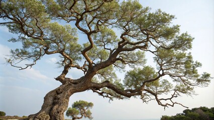 Tree with twisted trunk and gnarled branches, tree of life, gnarled branches, trees
