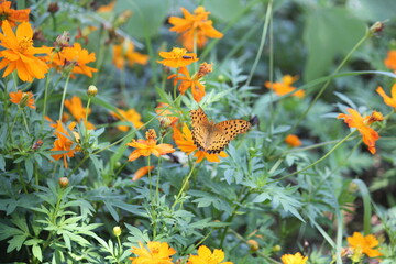 Image of a butterfly sitting on a zinnia flower blooming on the Daecheongcheon Stream trail