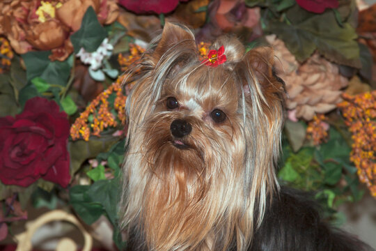 Yorkshire Terrier portrait