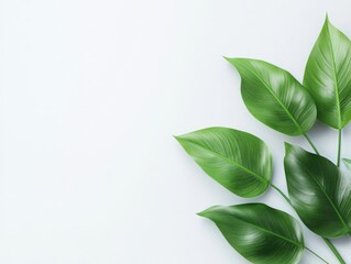 Fototapeta premium fresh green leaves on a light background for nature and wellness themes
