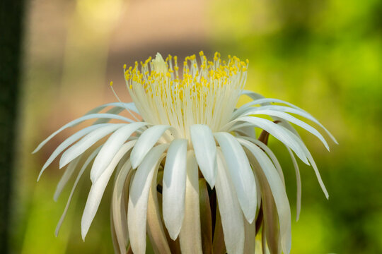 USA, Arizona, Tohono Chul. Close-up of cereus cactus blossom.