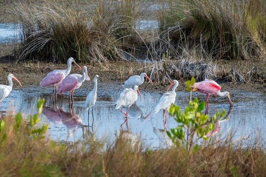 Wading birds in marsh, Merritt Island National Wildlife Refuge, Florida