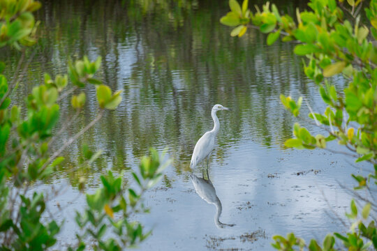 Rare albino Great egret, Merritt Island National Wildlife Refuge, Florida