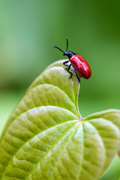 Exotic air potato leaf beetle eat leaves.