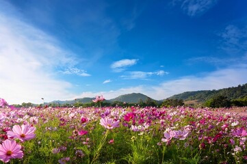 Multicolored cosmos flowers in meadow in spring summer nature against blue sky. Selective soft focus.. cosmos flower field with blue sky background