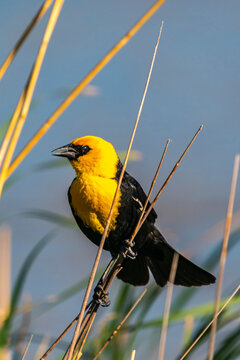 USA, Nebraska, Ramsey County. Yellow-headed blackbird on reed.