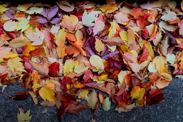autumn leaves on the ground background