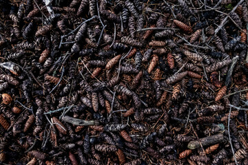 Evergreen tree cones on the ground, over head shot with moody aesthetic