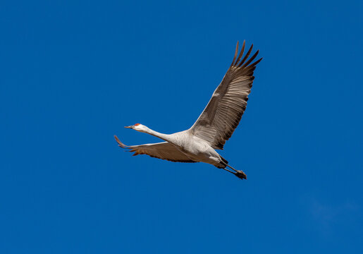 USA, New Mexico. Bosque Del Apache National Wildlife Refuge, sandhill crane in flight