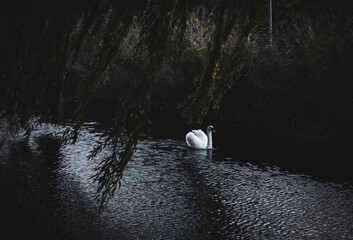 Bright white swan swimming in a Dublin canal. The dark color palate  is a striking contrast to the white swan.  © David