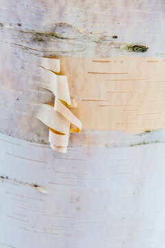 The bark of a paper birch tree, Betula papyrifera, in Vermont's Green Mountains. Shrewsbury. Jim Jeffords State Forest.