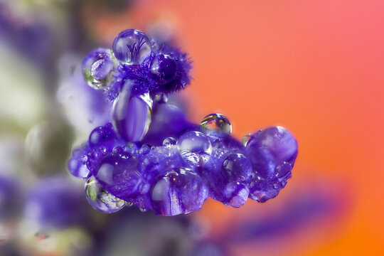 USA, Washington State, Sammamish. Close-up of dewdrops on blue budding delphinium flowers - Powered by Adobe