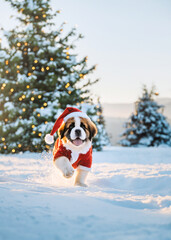 St Bernard puppy with smile face wearing Santa cloth and hat running through the snow