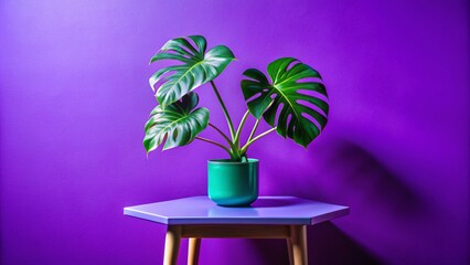 Mini Monstera Plant on a Vibrant Purple Tabletop Creating a Contemporary and Artistic Home Decor Scene with Natural Aesthetic Appeal