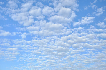 綺麗なうろこ雲の空