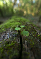 Small Plant
