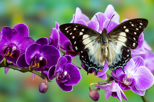 USA, Washington State, Sammamish. Tropical butterfly the Leafwing butterfly Polyura cognatus on purple orchids