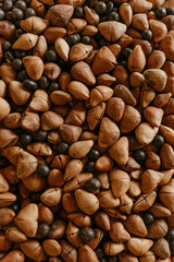 close up of chestnuts seeds