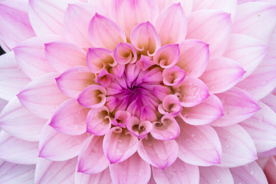 USA, Washington State, Sammamish. Dahlia flower close-up of petals