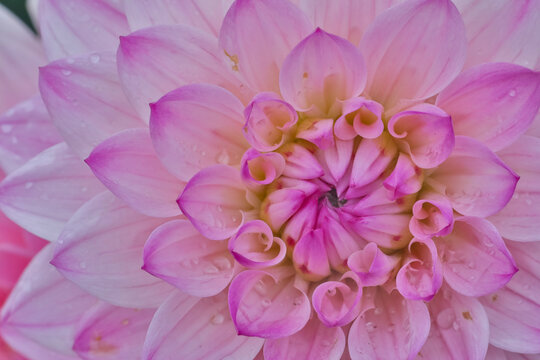USA, Washington State, Sammamish. Dahlia flower close-up of petals