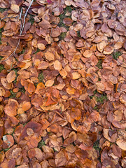 Leaves on the Ground