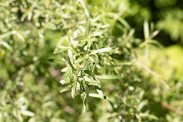 Green plants. Forest grass. Natural landscape.