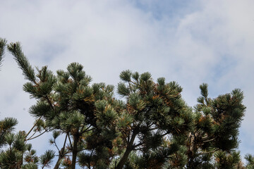 One type of pine tree, mainly used for viewing, small pine tree, blue sky