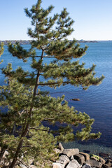 Evergreen tree along the coastline of Rhode Island, USA