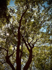 公園の木漏れ日、晴れた日に