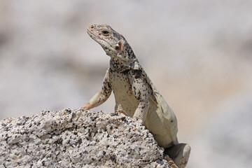 Chuckwalla Lizard (Sauromalus ater) in California Desert
