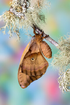 USA, Washington State, Sammamish. Antheraea polyphemus silk moth of north America