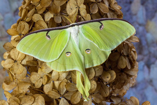 USA, Washington State, Sammamish. Luna silk moth lime green with long tail on hind wings