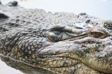 Big crocodile on farm outdoors