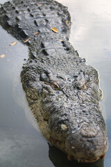 Big crocodile on farm outdoors