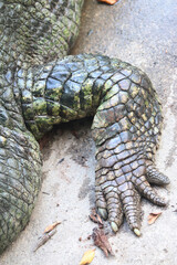 Leg of big crocodile on farm outdoors